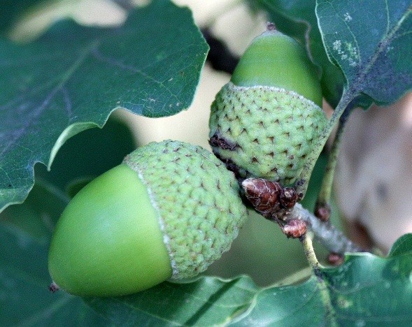 Žaludy Dubu zimního